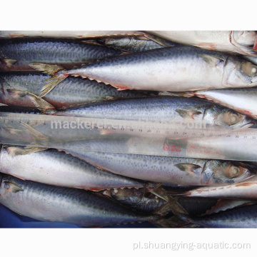 Scomber japonicus bqf zamrożony pacyficzny makrel do konserw